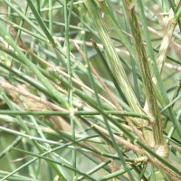 Spanish Broom